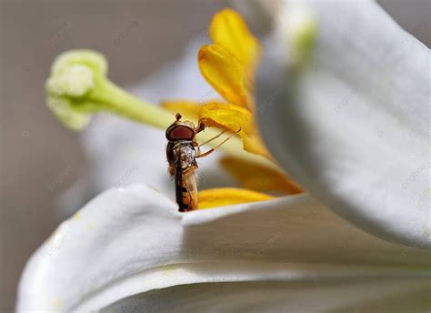  Bunga Terbang, Uma História Malaia Que Evoca o Amor Infinito e a Busca Incessante por Identidade!