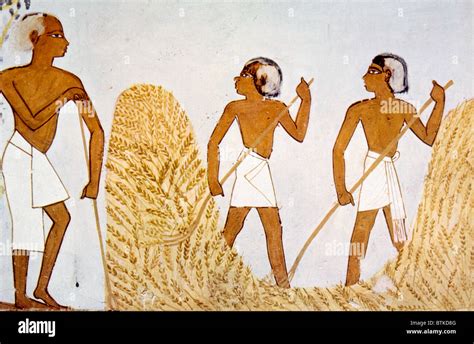 The Ingenious Farmer: How Ancient Egyptian Wisdom Sparked a Revolution in Agriculture?